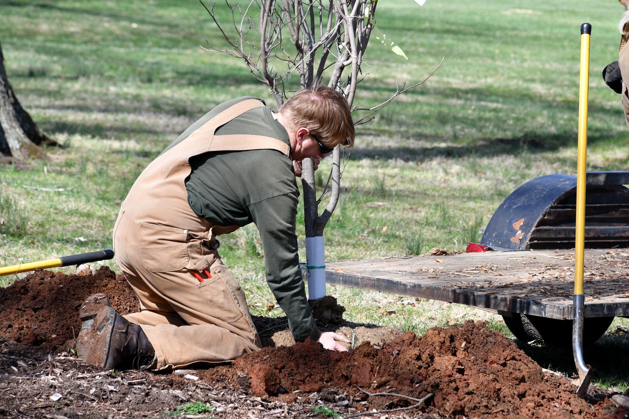 A man doing landscape work planting a tree at the park - landscaping, digging