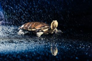 Australian eastern long-necked turtle in heavy rain
